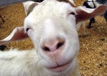 Kambing yang Membuat Seisi Rumah Bersyukur