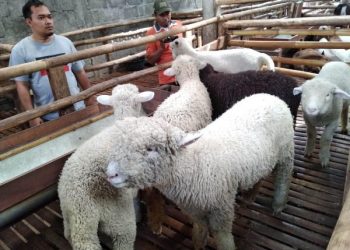 Novel Jack and Sufi mengajak manusia untuk belajar dari domba (Ist)