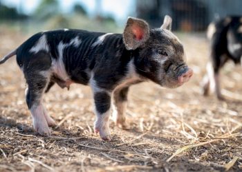 Al-Azhar memperbolehkan transplantasi ginjal babi