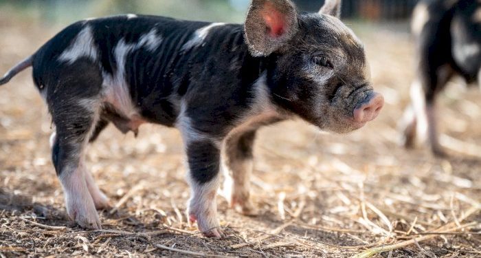 Al-Azhar memperbolehkan transplantasi ginjal babi