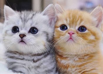 Kucing dalam Kitab Karya Imam ad-Darimi