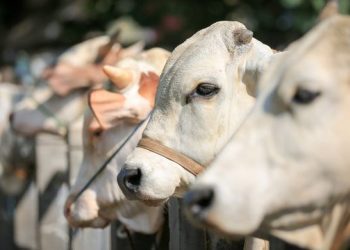 Hukum Pekurban Mengambil Daging Kurbannya Sendiri