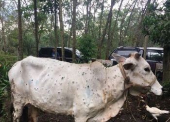 Sahkah Berkurban dengan Hewan Terjangkit PMK