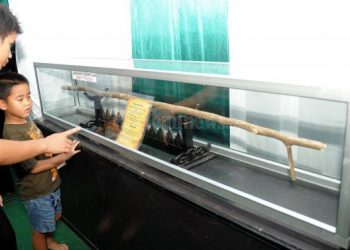 Tongkat Nabi Musa As