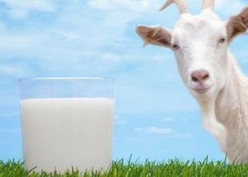 Kisah Ummu Ma’bad dan Kambingnya yang Berkah