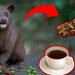 Sejarah Kopi Luwak dan Hukum Fikihnya