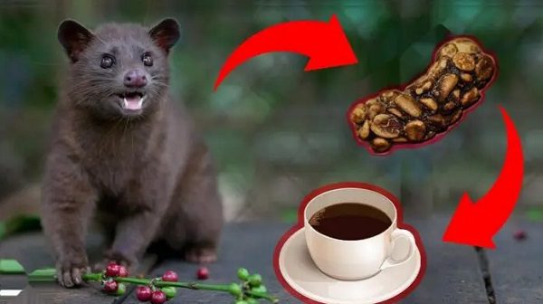 Sejarah Kopi Luwak dan Hukum Fikihnya