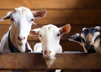 Qurban untuk Mayit di Hari Raya Idul Adha