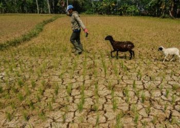 Dampak El Nino, Tiga Kabupaten di Jawa Timur Masuk Peta Merah