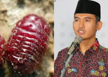 Fatwa MUI Mengenai Hukum Pewarna Karmin