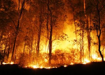 Gubernur Jatim Pimpin Pemadaman Karhutla di Hutan Gunung Arjuno
