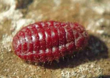 LBMNU Jatim Tegaskan Karmin E-120 sebagai Pewarna Najis