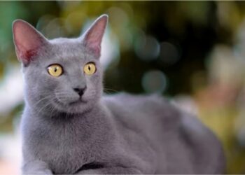 Mengenal Kucing Busok, Ras Asli Indonesia dari Madura