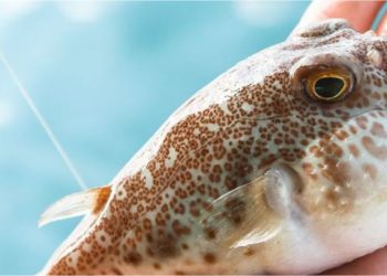 Bahaya Keracunan Ikan Buntal, Kenali Gejala dan Pengobatannya