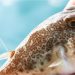 Bahaya Keracunan Ikan Buntal, Kenali Gejala dan Pengobatannya
