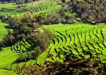 Tantangan Food Estate di Masa Depan