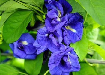 Khasiat Bunga Telang untuk Kesehatan (Ist).
