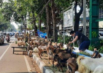 Dampak Sosial dan Ekonomi dari Perayaan Idul Adha