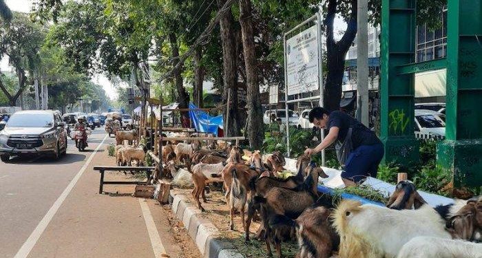 Dampak Sosial dan Ekonomi dari Perayaan Idul Adha