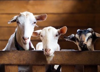 Kesunnahan dalam Melaksanakan Ibadah Kurban (Ist).