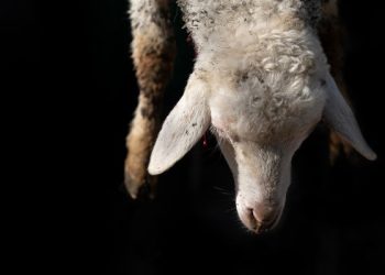 Syariat Kurban dan Hukumnya