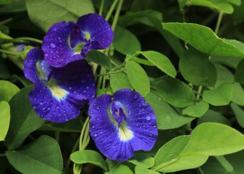 Bunga Telang, Pewarna Alami yang Menyehatkan. (Ist)