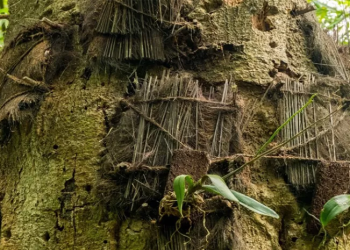 Passiliran, Tradisi Unik Pemakaman Bayi di Toraja. (Ist)