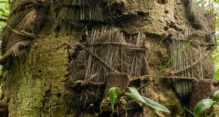 Passiliran, Tradisi Unik Pemakaman Bayi di Toraja. (Ist)